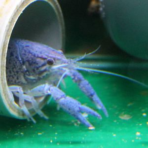 Blue Florida lobster