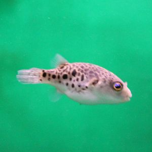 Green spotted puffer
