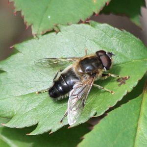 Eristalis pertinax