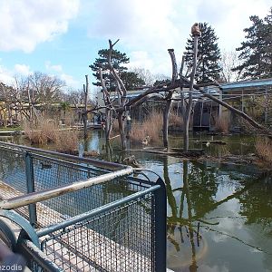 Lar Gibbon Enclosure