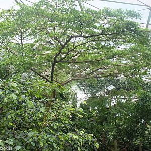 Inside Rainforest House