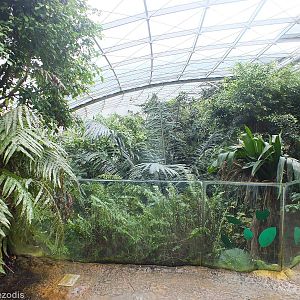 Viewing Deck in Rainforest house