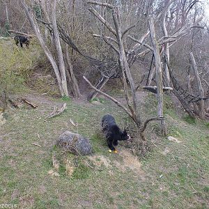 Spectacled bears Enclosure