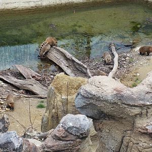 Water area of Coati Enclosure