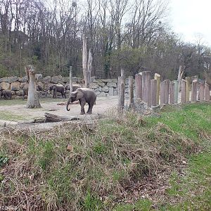 Elephant Outdoor Area