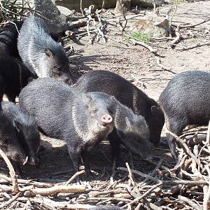 Collared Peccaries