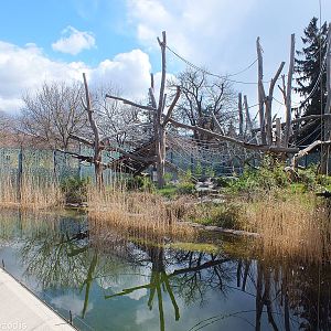 Orangutan Outdoor Area