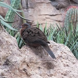 Socorro Dove - Desert House