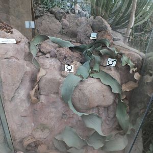 Welwitschia - Desert House