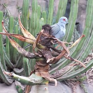 Diamond Dove - Desert House