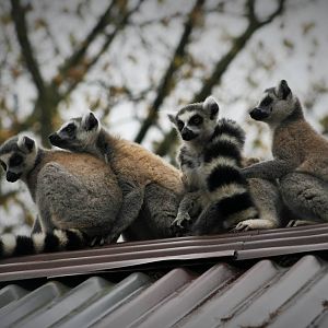 Ring Tailed Lemurs