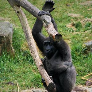 Western Lowland Gorilla