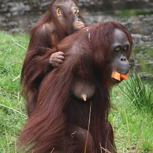 Orangutan Josje and juvenile.