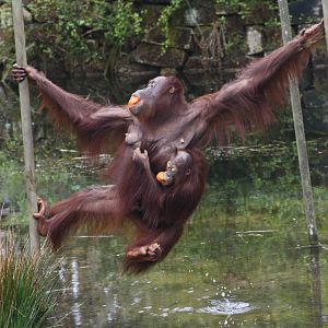 Orangutan Josje and juvenile