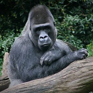 Jambo, Gorilla Silverback