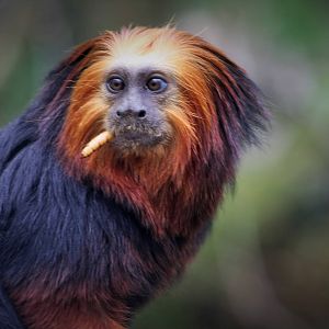 Golden Headed Lion Tamarin.