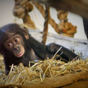 Young Bonobo