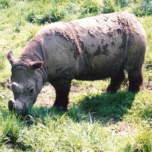 Sumatran rhino Torgamba