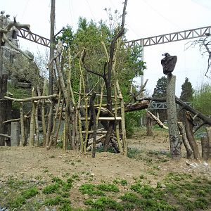 Eagle and vulture exhibit