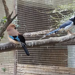 Eurasian jay and red-billed blue magpie