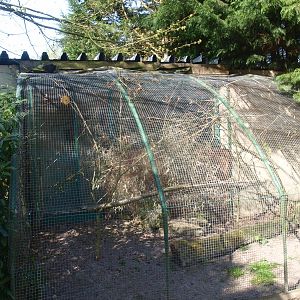 Yellow-collared lovebird aviary (April 19th, 2015)