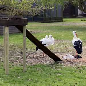 White stork (exhibit) : Hamerton : 26 Apr 2015