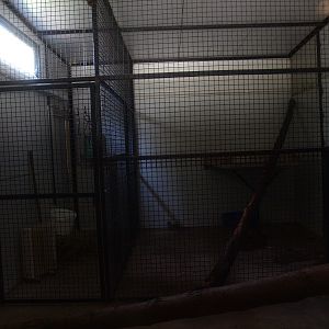 Clouded leopard indoor housing (April 19th, 2015)