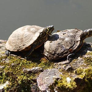Yellow-bellied sliders (April 19th, 2015)