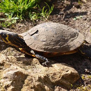 Yellow-bellied slider (April 19th, 2015)