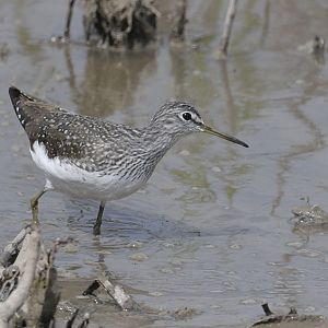 Green sandpiper