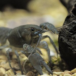 White-clawed crayfish