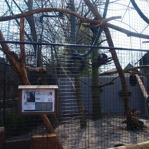 Ring-tailed coati cage (April 19th, 2015)