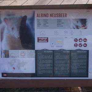 Albino coati sign (April 19th, 2015)