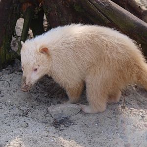 Albino ring-tailed coati (April 19th, 2015)