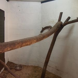 Ring-tailed coati indoor housing (April 19th, 2015)