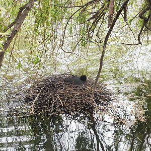 Eurasian Coot with Nest