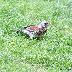 Fieldfare