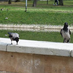 Hooded Crows