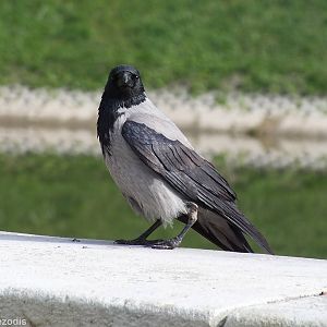 Hooded Crow
