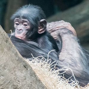 baby bonobo Bolingo