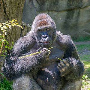 Harambe on exhibit for the time.