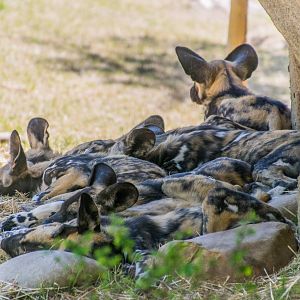A pile of painted dog pups