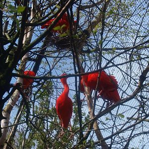 Scarlet ibisses nesting (April 19th, 2015)
