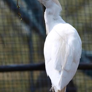 Cattle egret (April 19th, 2015)