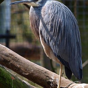 White-faced heron (April 19th, 2015)