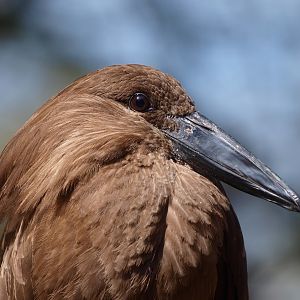 Hamerkop (April 19th, 2015)