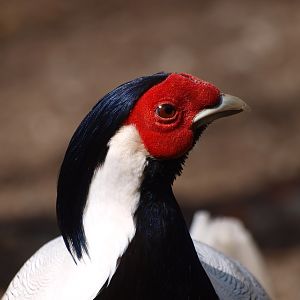 Silver pheasant male(April 19th, 2015)