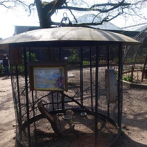 Eurasian red squirrel cage (April 19th, 2015)