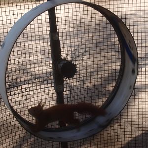 Squirrel in running wheel (April 19th, 2015)