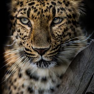 North Chinese Leopard